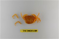 藏品(細足澤蟹)的圖片